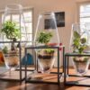 Terrarium Fittonia - immagine 4