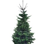 Abete di Natale vero