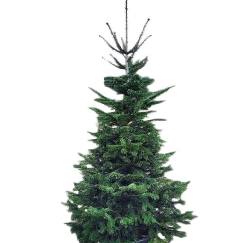 Abete di Natale vero