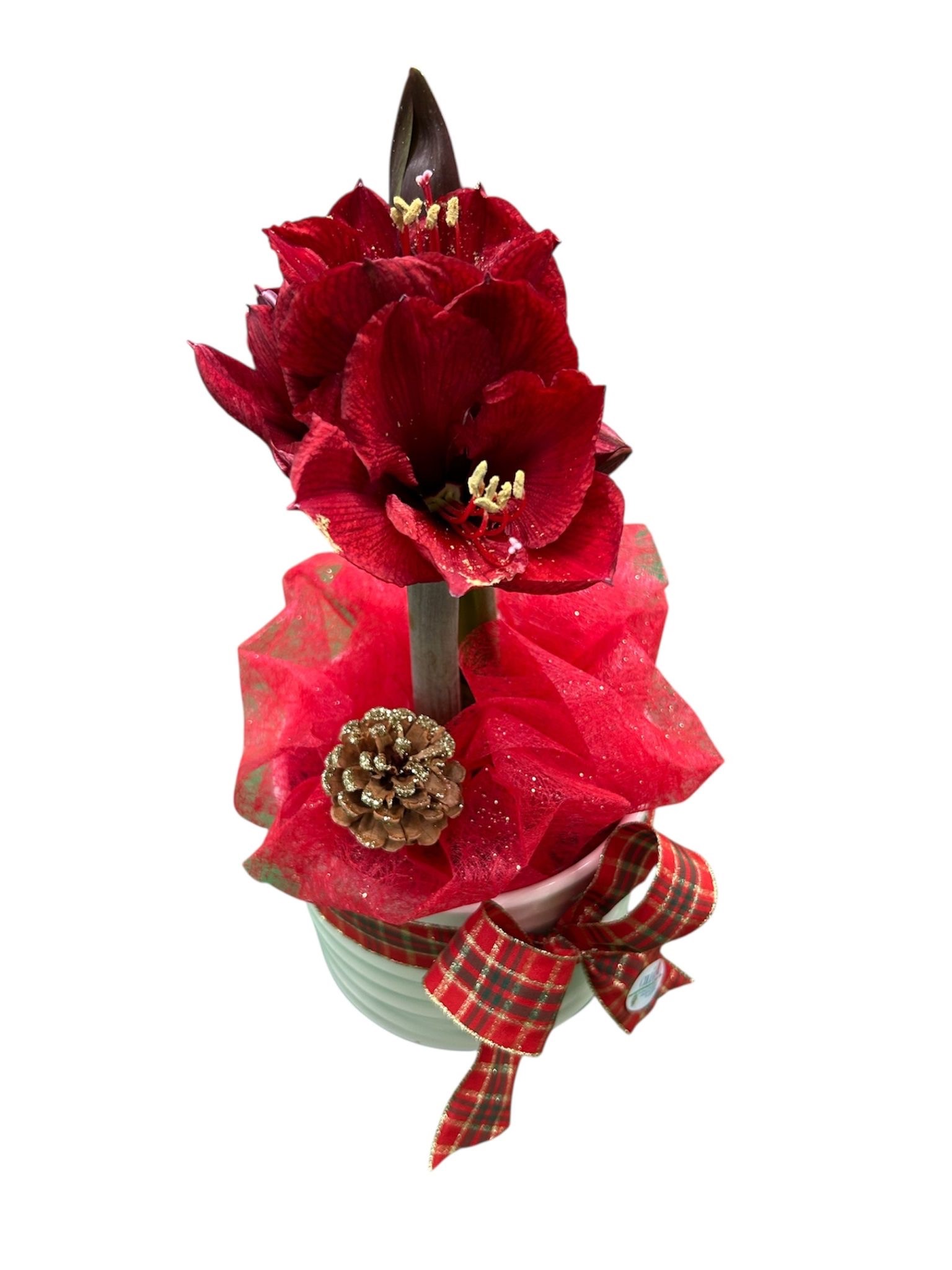 Amaryllis con portavaso - immagine 2