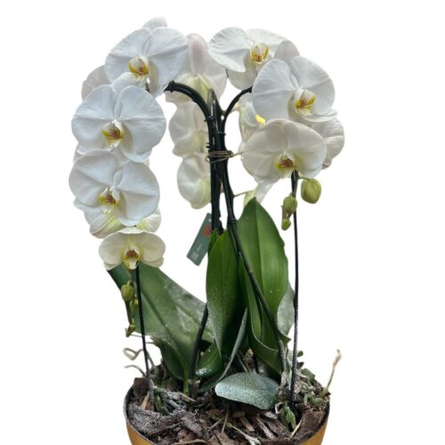 composizione con orchidee