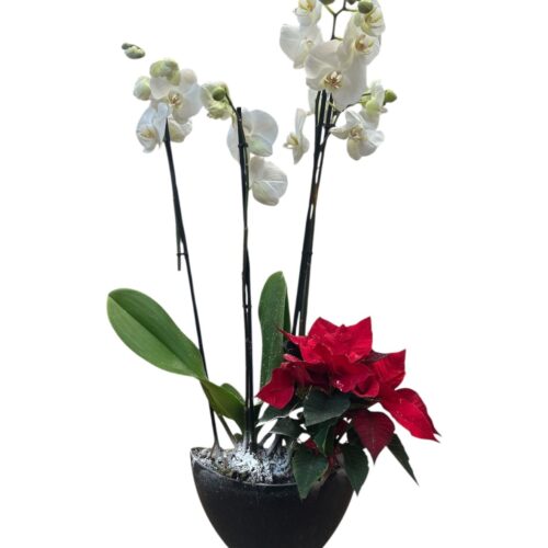composizione con orchidee e stella di natale