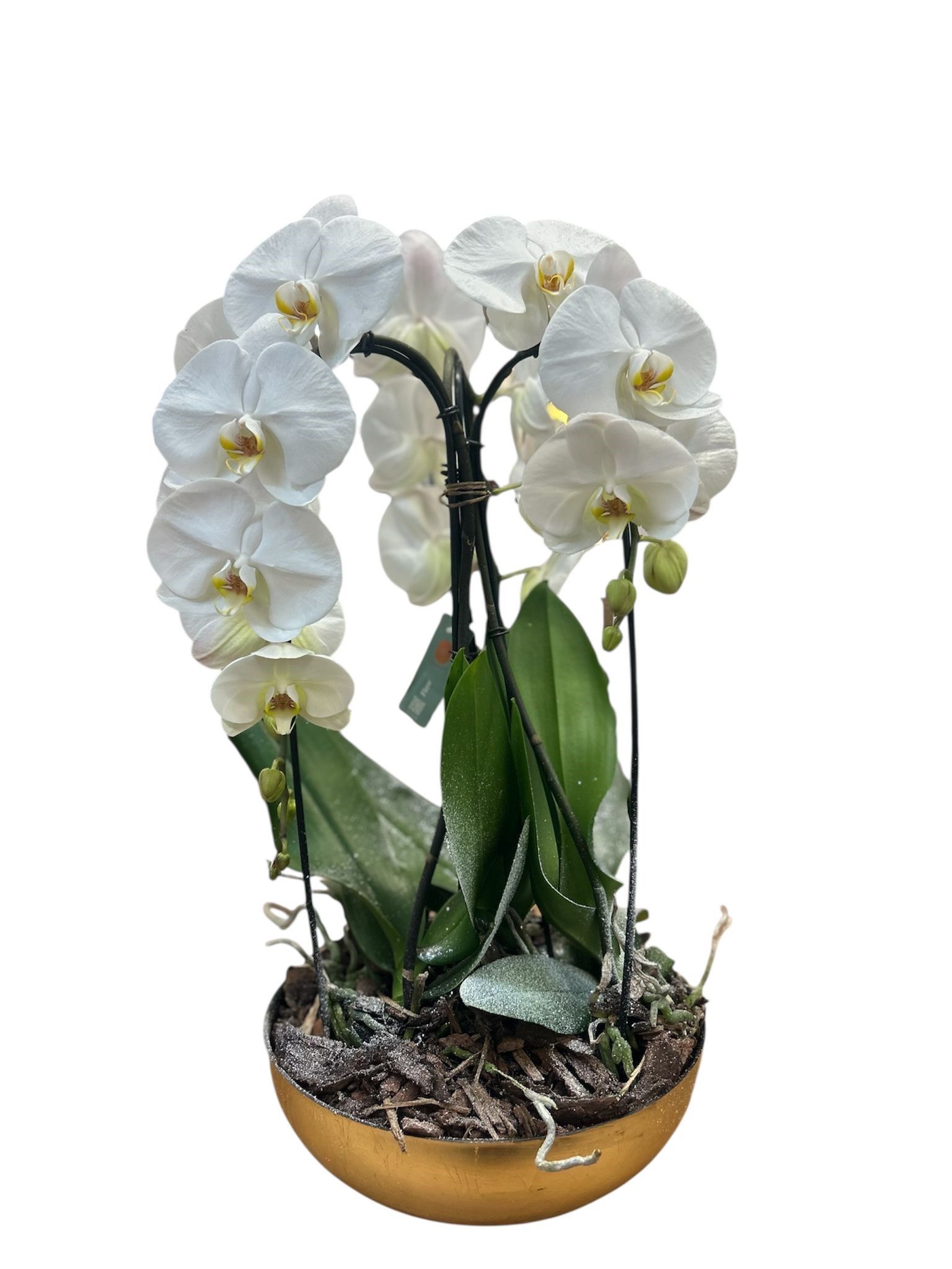 composizione con orchidee